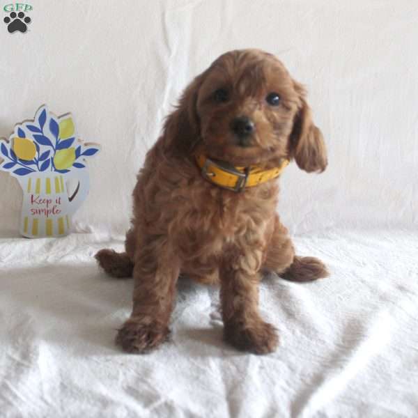 Alice, Cavapoo Puppy